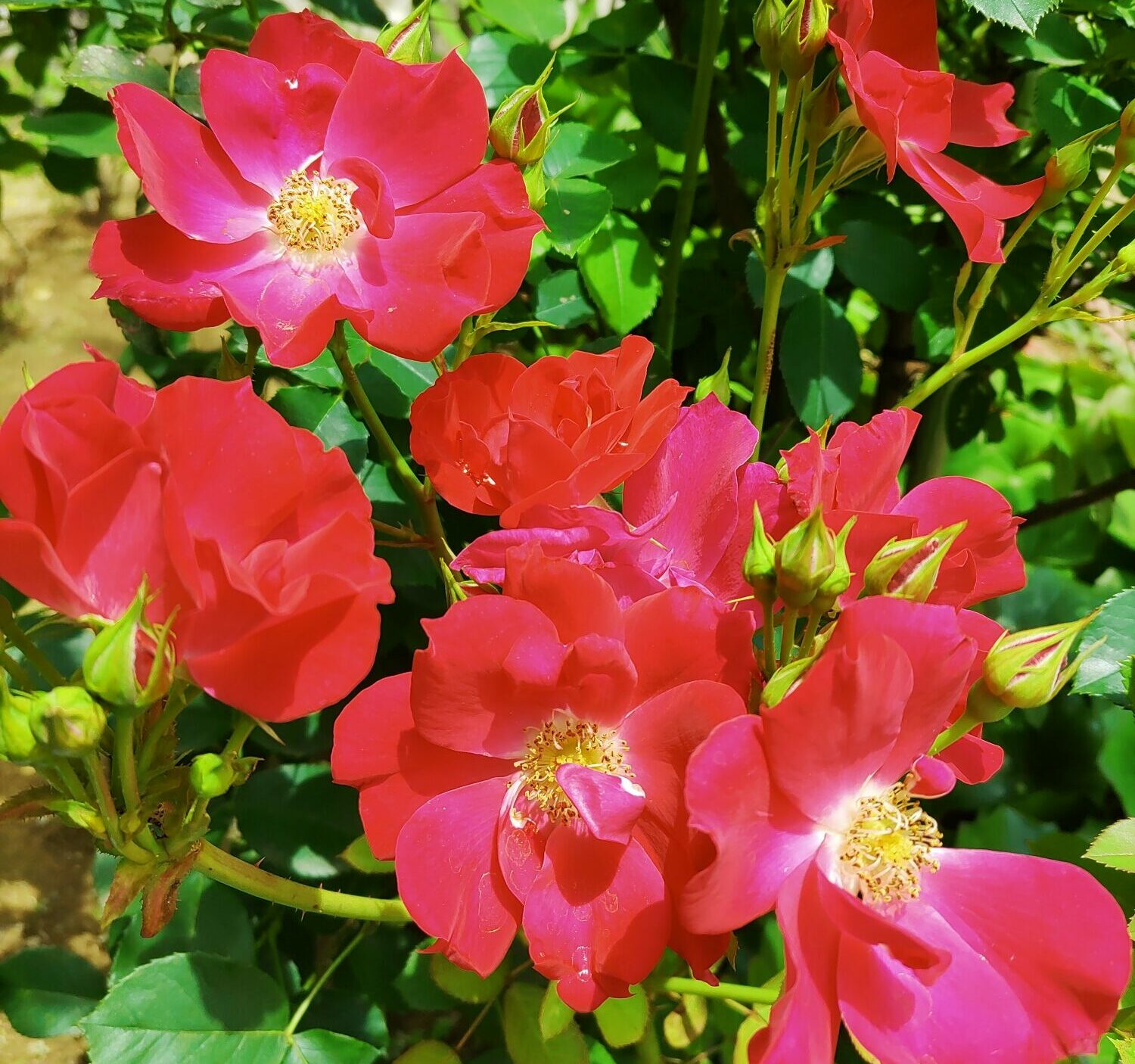 初夏の中庭③（バラ） | 阪和第一泉北病院