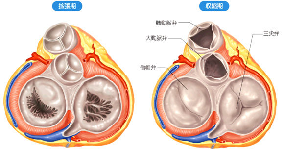 図1. 正常心臓の横断面(拡張期と収縮期)