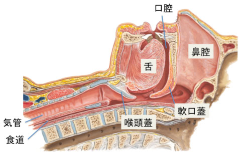 図:上気道の解剖(正常)