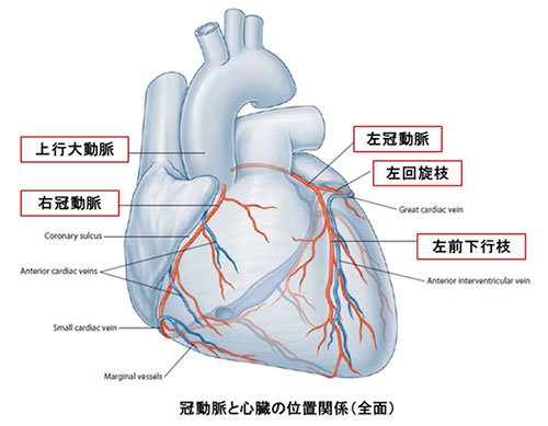 図:心臓と冠動脈の位置関係(正面) 赤い血管が動脈系、青い血管が静脈系を示す。